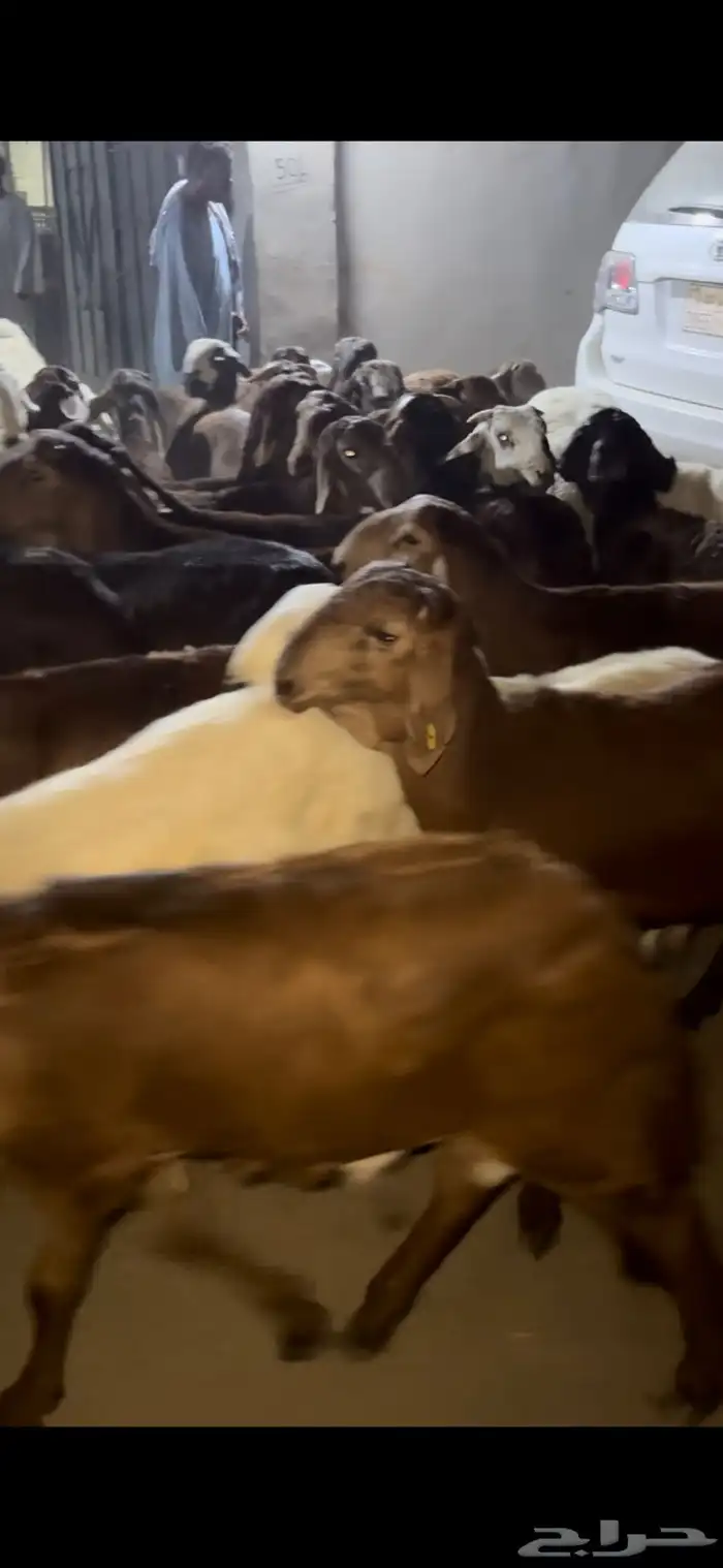 طائفية نوادر جدة حري نجدي سواكني 5