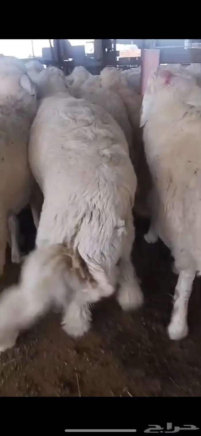 طائفية نوادر جدة حري نجدي سواكني 25