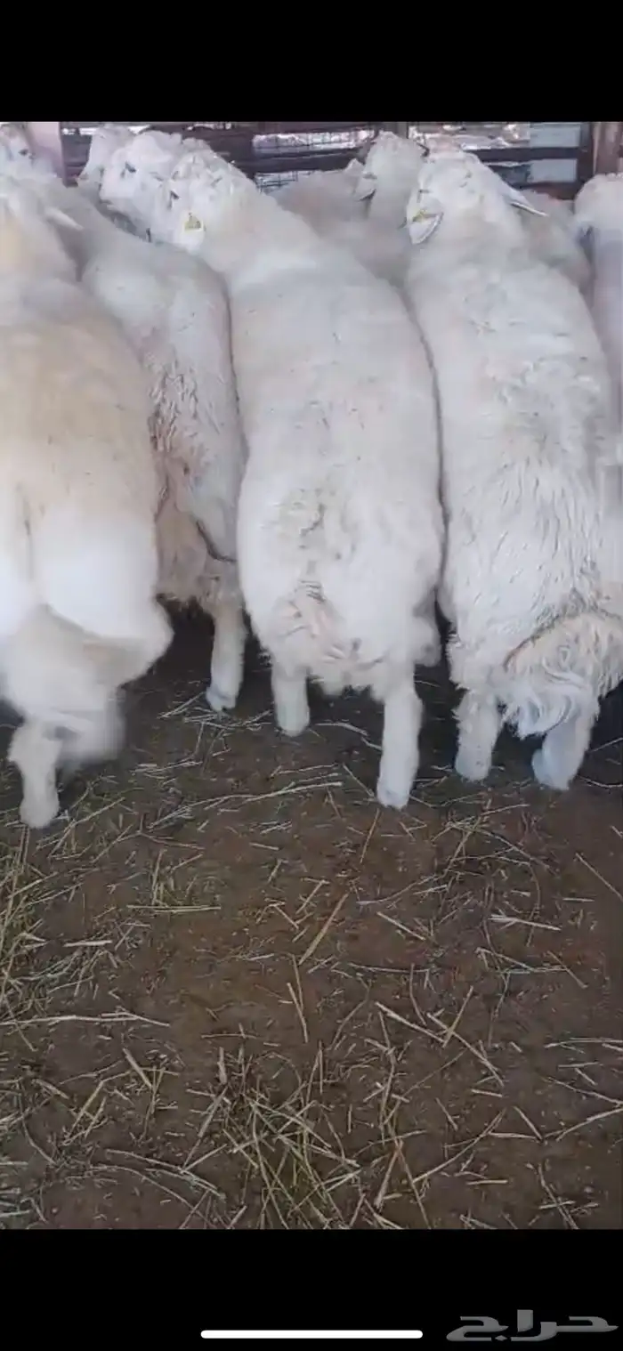 طائفية نوادر جدة حري نجدي سواكني 37