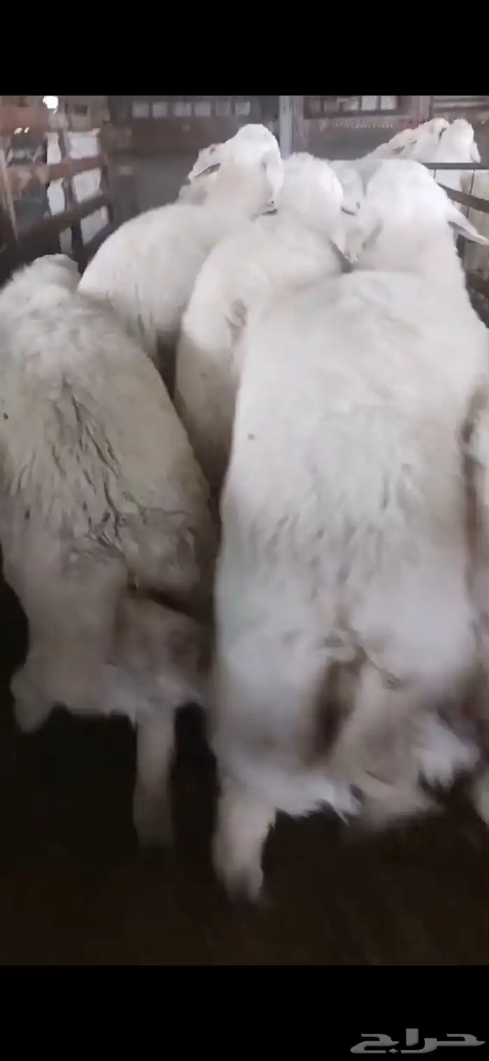 طائفية نوادر جدة حري نجدي سواكني 24