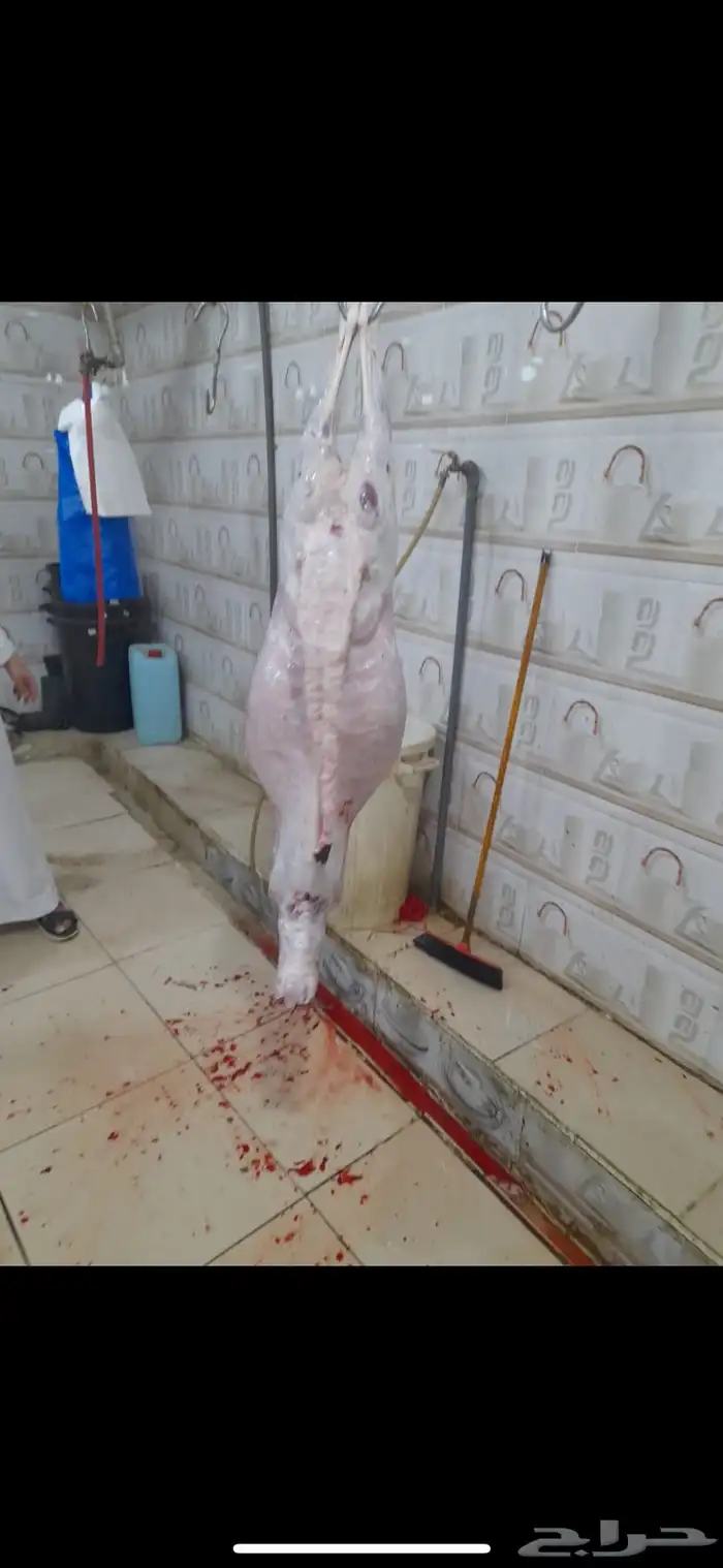 طائفية نوادر جدة حري نجدي سواكني 1