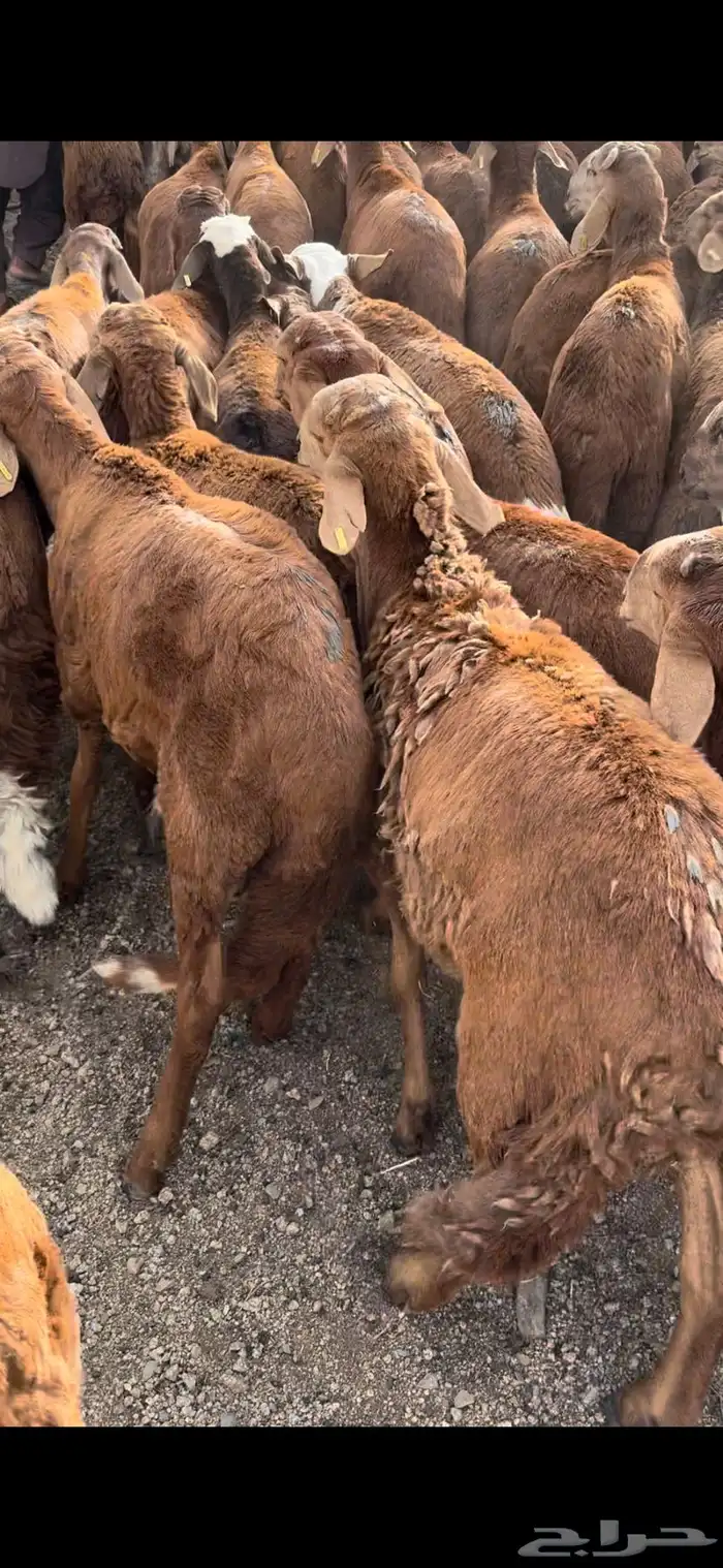 طائفية نوادر جدة حري نجدي سواكني 12