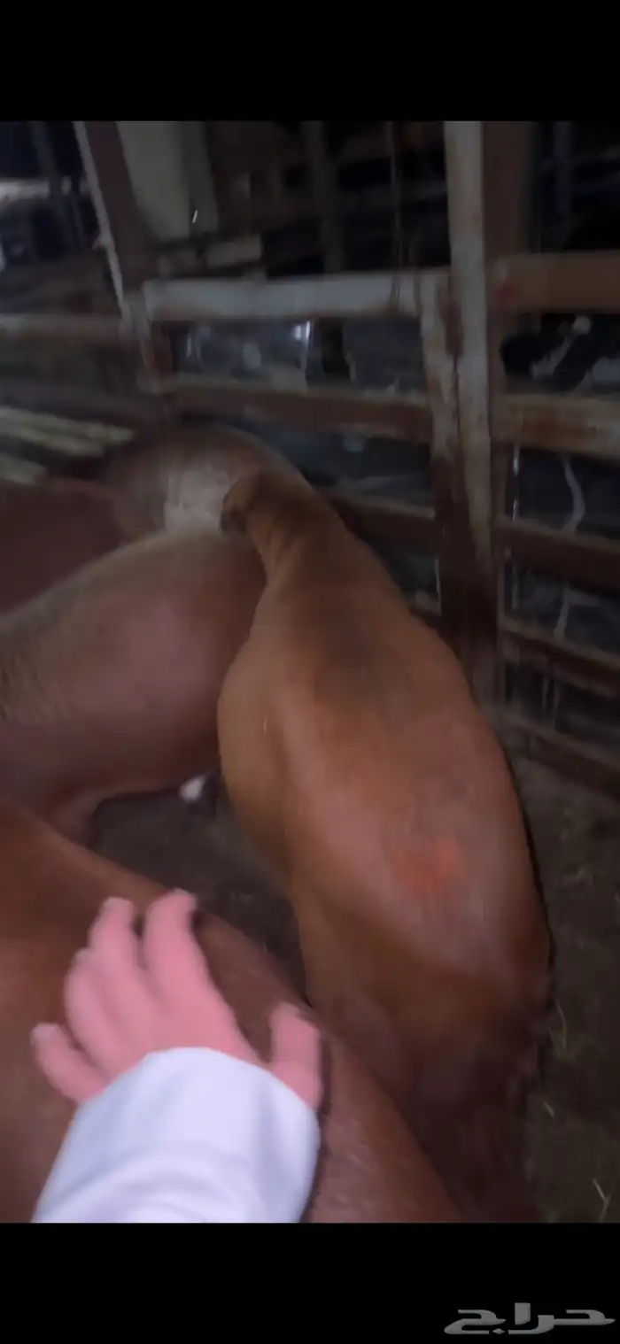 طائفية نوادر جدة حري نجدي سواكني 40