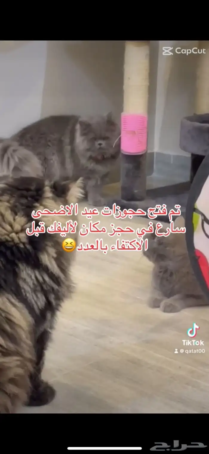 فندقة قطط الرياض 4