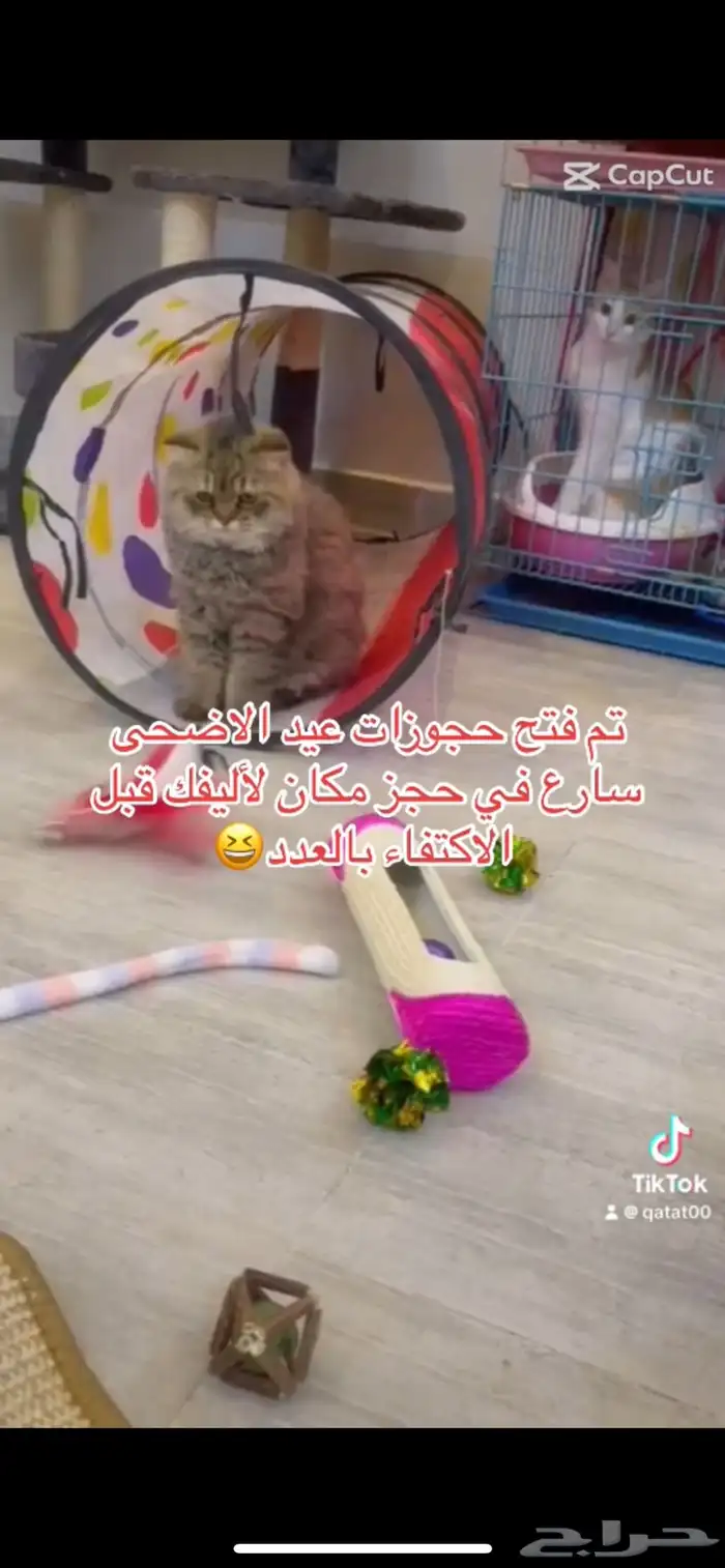 فندقة قطط الرياض 1