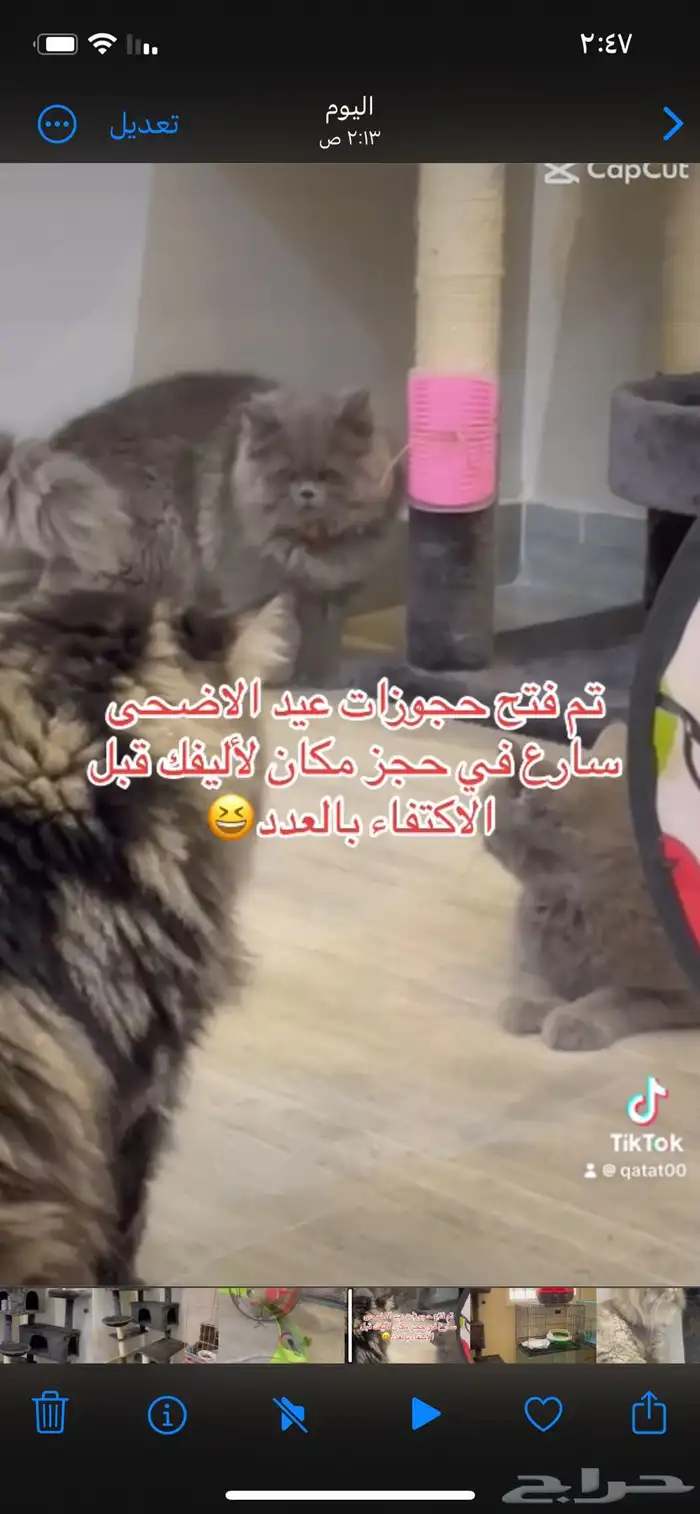 فندقة قطط الرياض 2