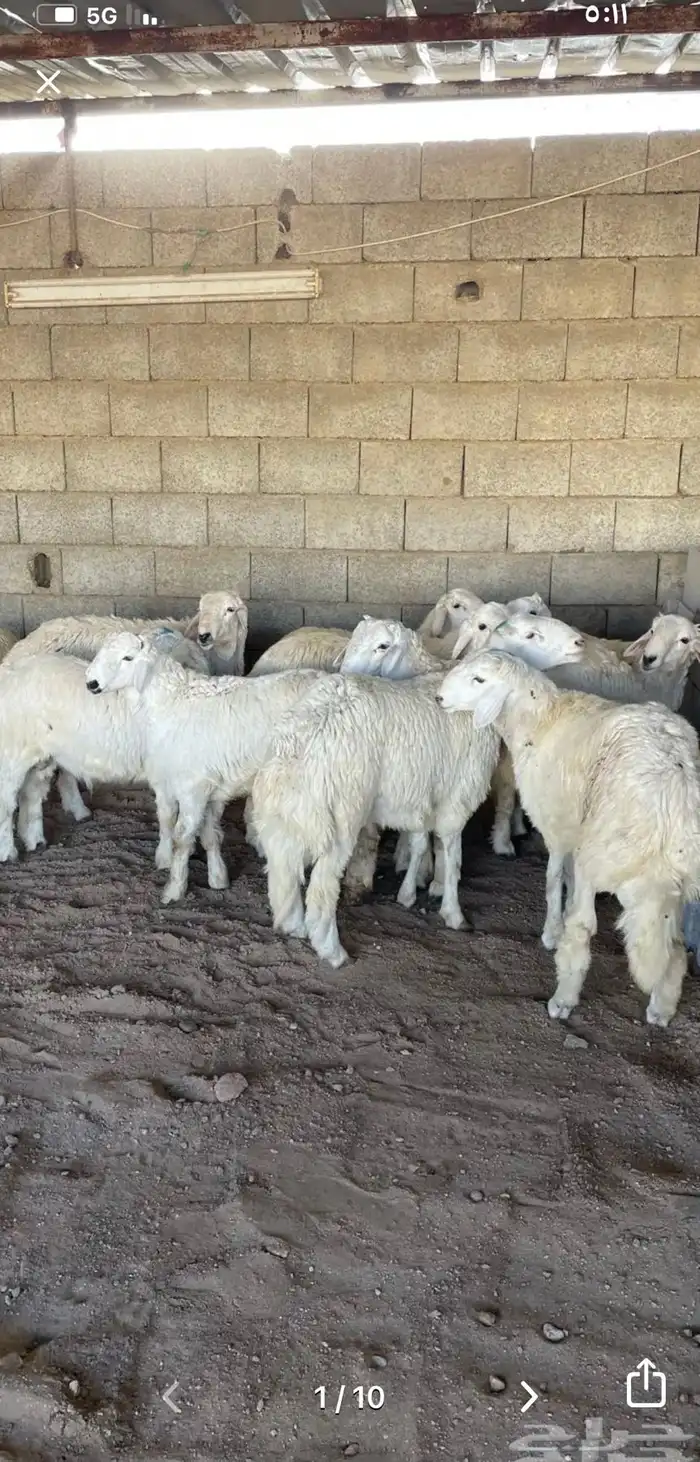 طليان حريه جبره يتوفر البيع الميسر عن طريق تابي وتمارا 1