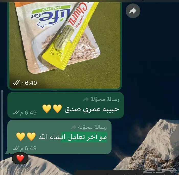 فندقة قطط الرياض 20