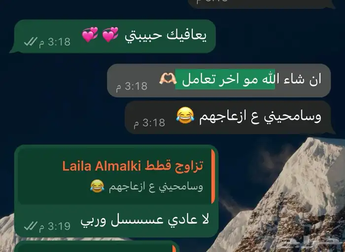 فندقة قطط الرياض 22