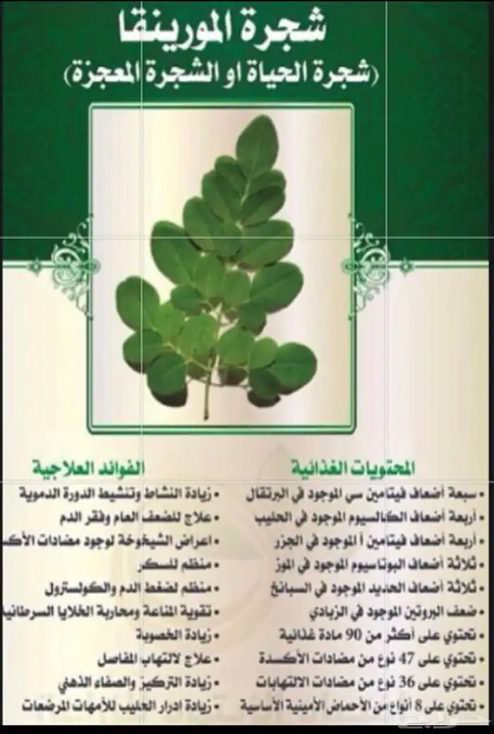ثمار شجرة المورينقا العربية.. الشجرة المعجزة . 4