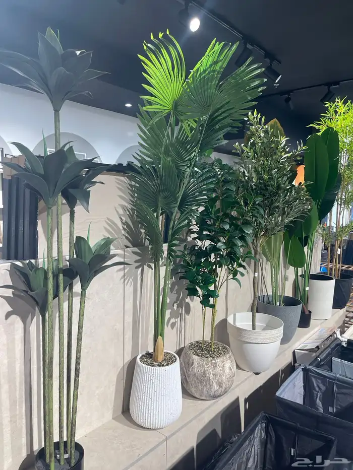 شجرة الزيتون ( توصيل مجانا ) 5