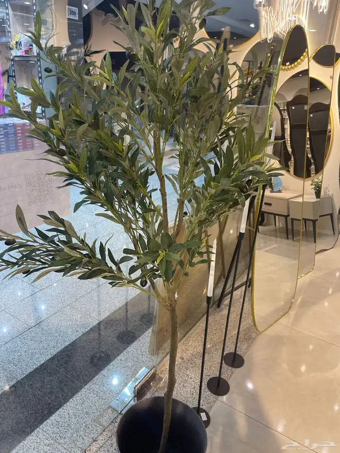 شجرة الزيتون ( توصيل مجانا ) 8