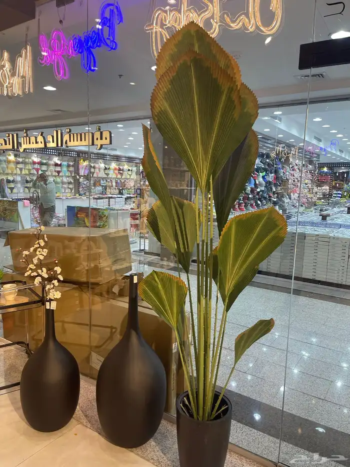 شجرة الزيتون ( توصيل مجانا ) 10