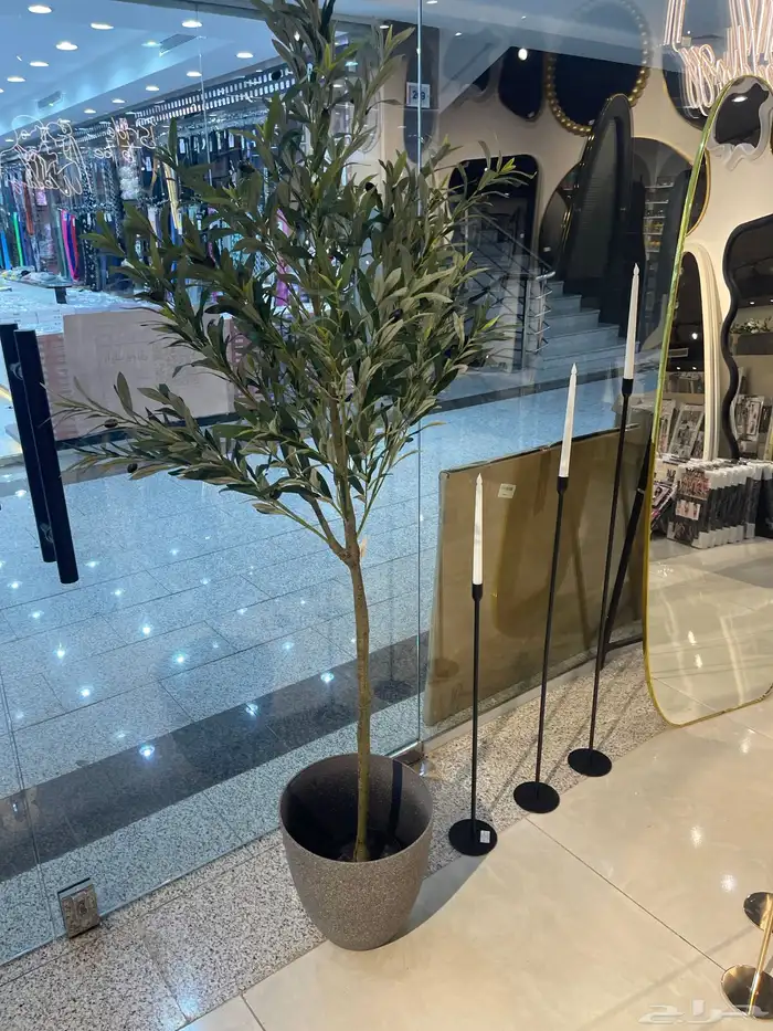 شجرة الزيتون ( توصيل مجانا ) 7