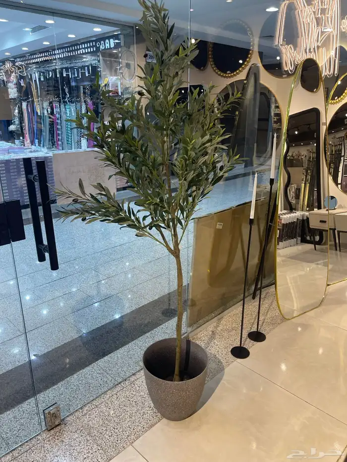 شجرة الزيتون ( توصيل مجانا ) 6