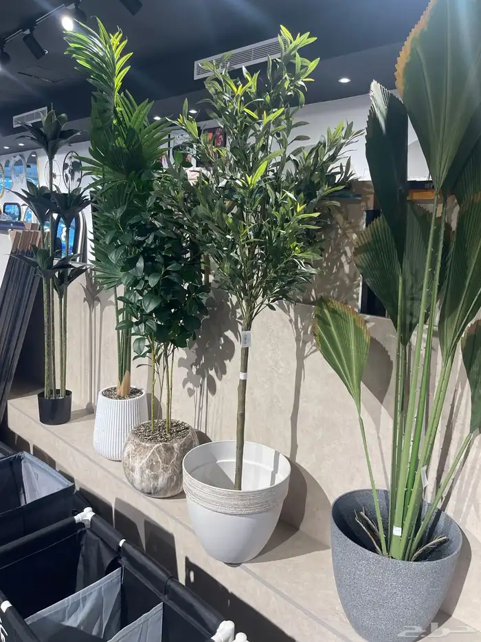 شجرة الزيتون ( توصيل مجانا ) 3