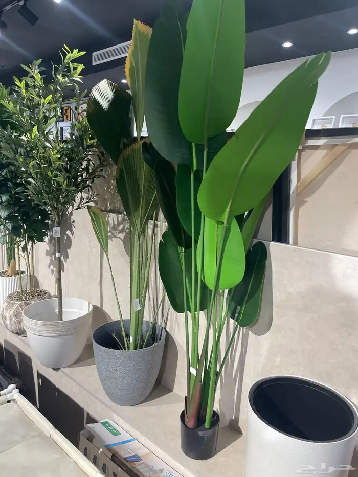 شجرة الزيتون ( توصيل مجانا ) 0