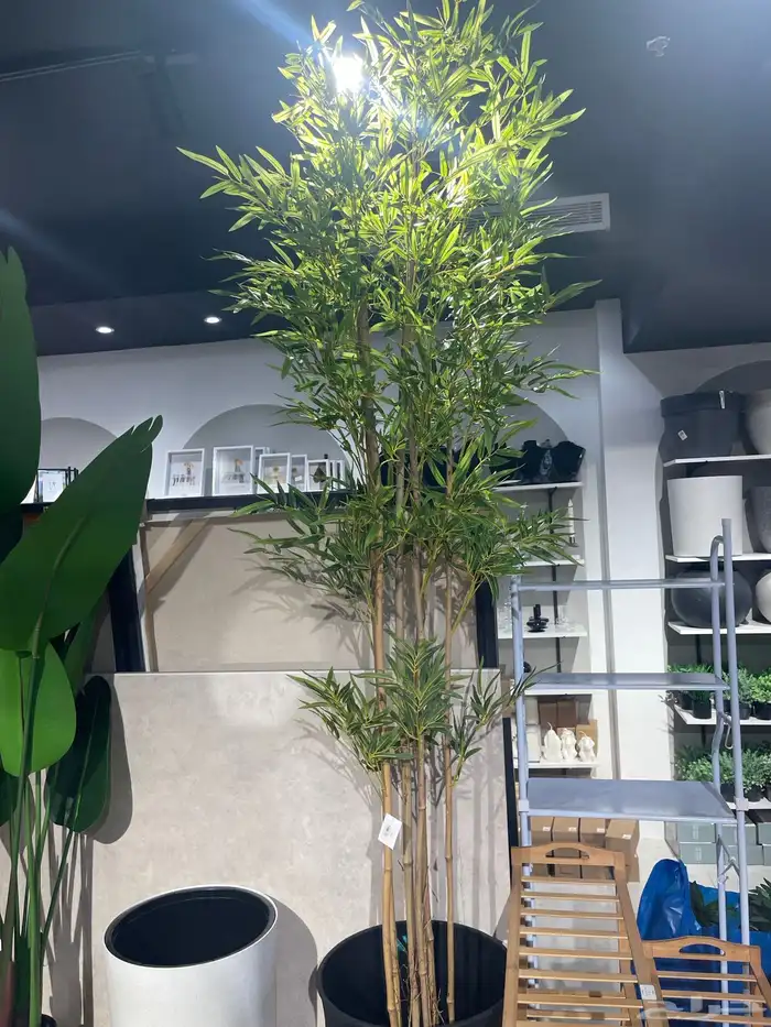 شجرة الزيتون ( توصيل مجانا ) 2