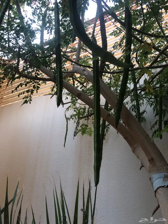 ثمار شجرة المورينقا العربية.. الشجرة المعجزة . 1