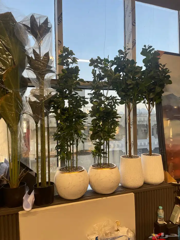 شجرة الزيتون ( توصيل مجانا ) 4