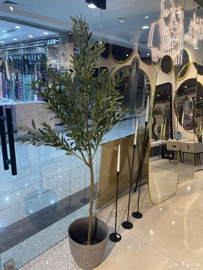 شجرة الزيتون ( توصيل مجانا ) 9