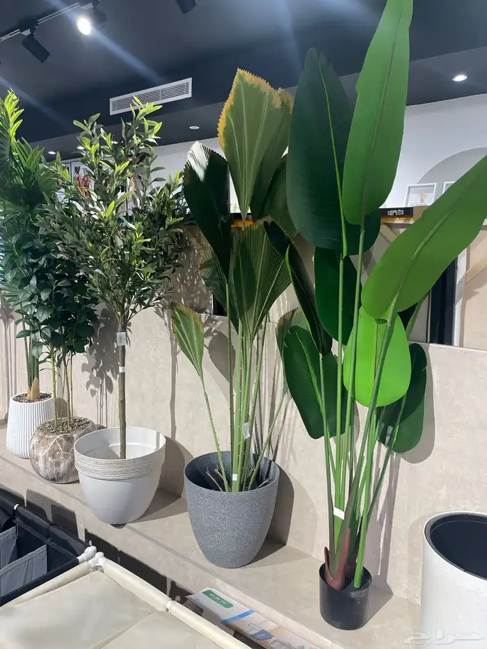 شجرة الزيتون ( توصيل مجانا ) 1