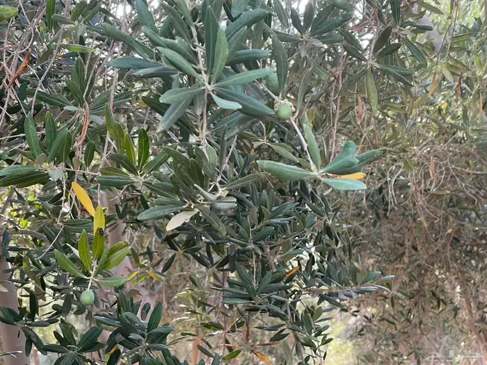 اشجار زيتون كبير 1