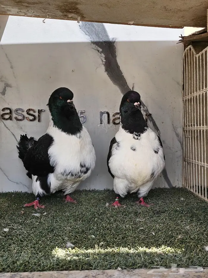 زوج سترايزر حجم ضخم (( تم البيع )) 4