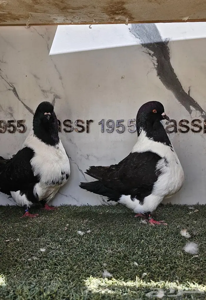 زوج سترايزر حجم ضخم (( تم البيع )) 1