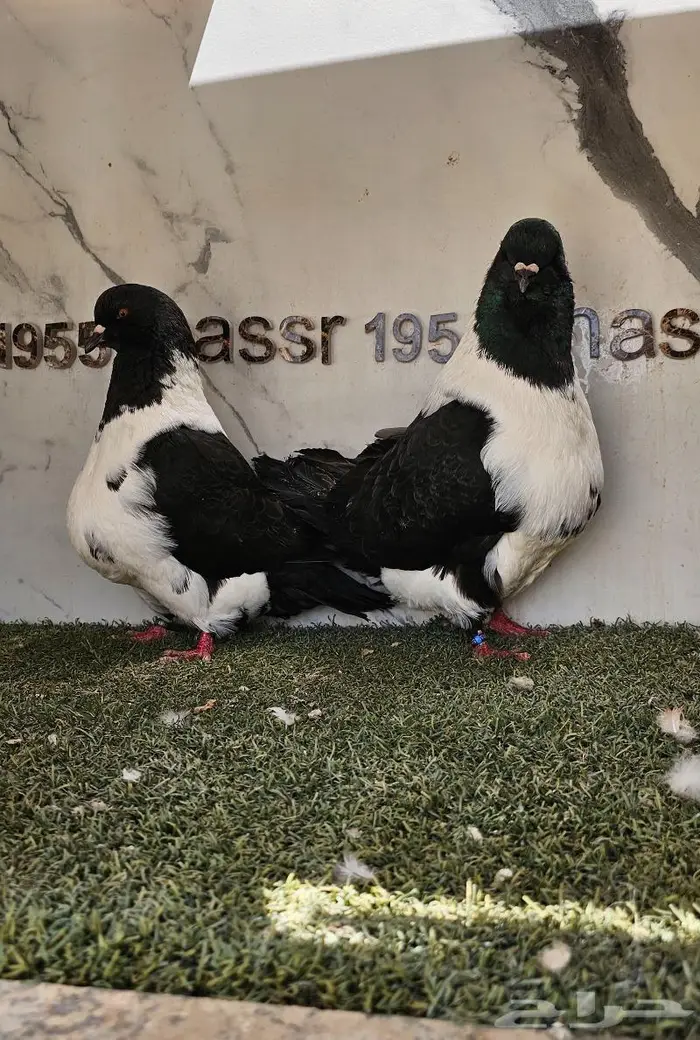 زوج سترايزر حجم ضخم (( تم البيع )) 3