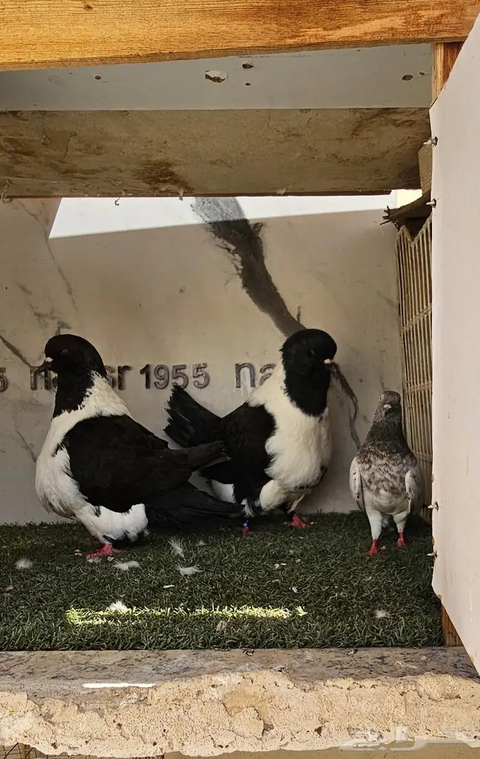 زوج سترايزر حجم ضخم (( تم البيع )) 0