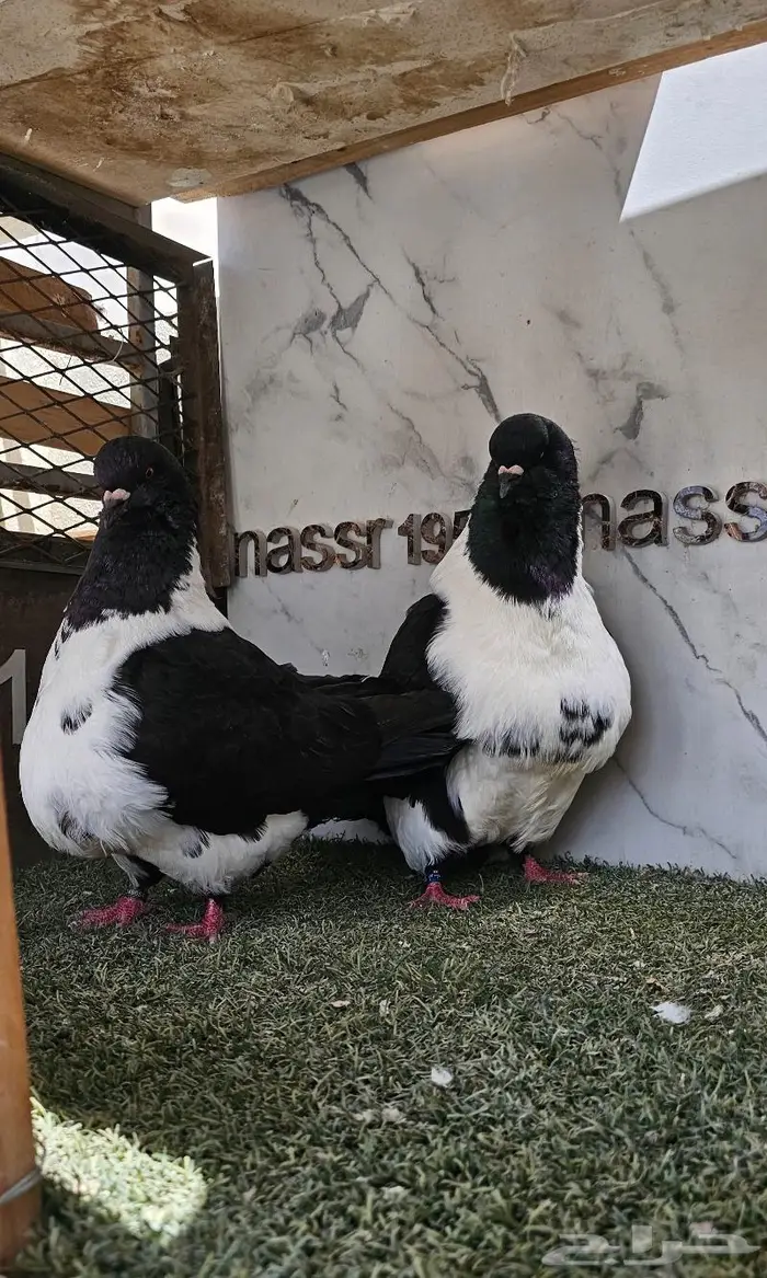 زوج سترايزر حجم ضخم (( تم البيع )) 2