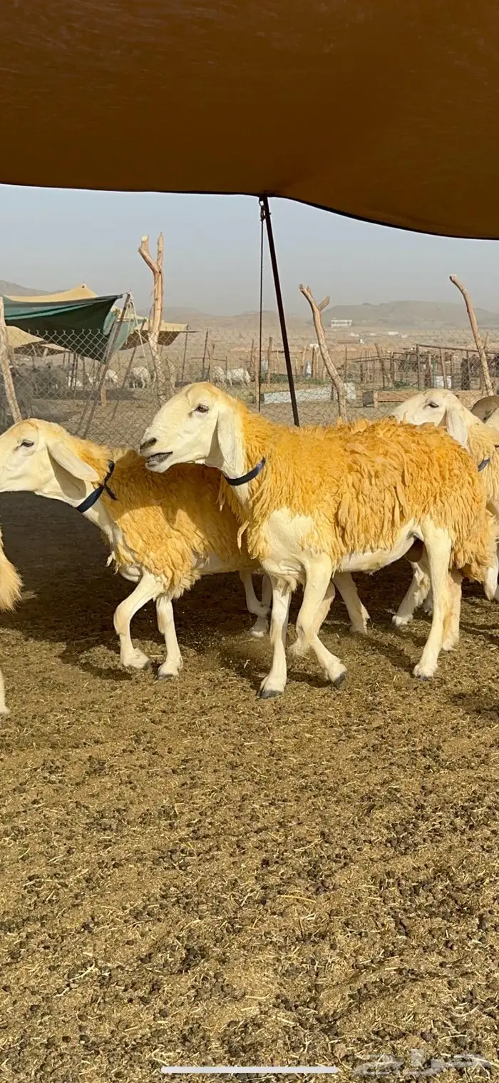 غنم رخال مقنوي صنف وبره ملكيه 38 ومعاها فحلين 1