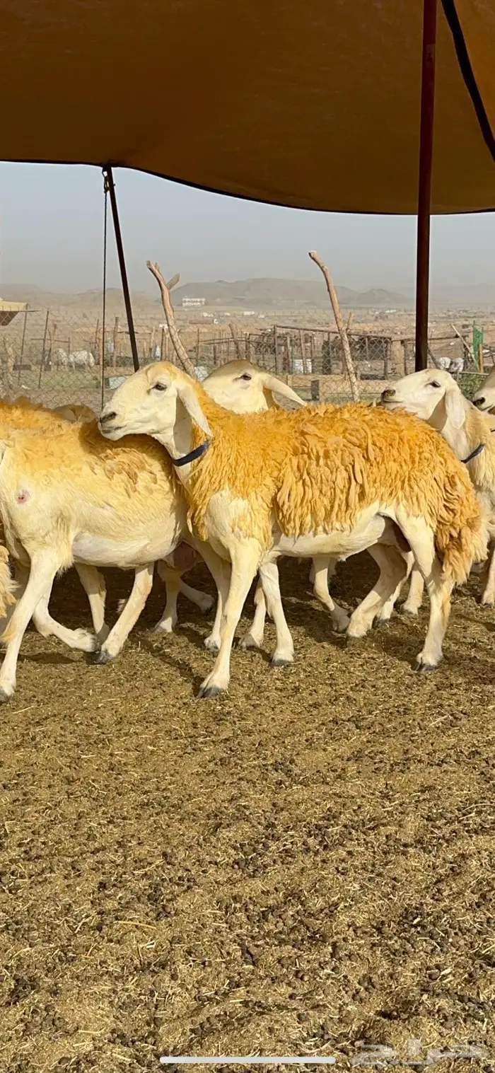 غنم رخال مقنوي صنف وبره ملكيه 38 ومعاها فحلين 0