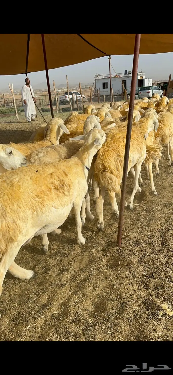 غنم رخال مقنوي صنف وبره ملكيه 38 ومعاها فحلين 2