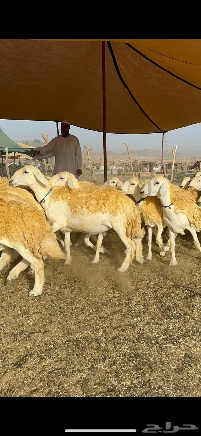 غنم رخال مقنوي صنف وبره ملكيه 38 ومعاها فحلين 3