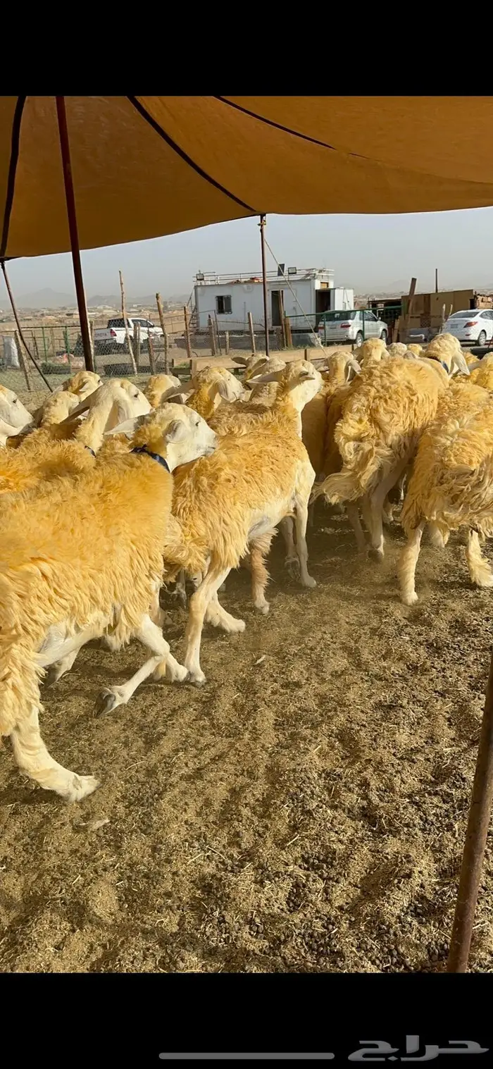 غنم رخال مقنوي صنف وبره ملكيه 38 ومعاها فحلين 4