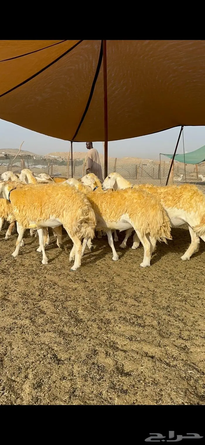 غنم رخال مقنوي صنف وبره ملكيه 38 ومعاها فحلين 11