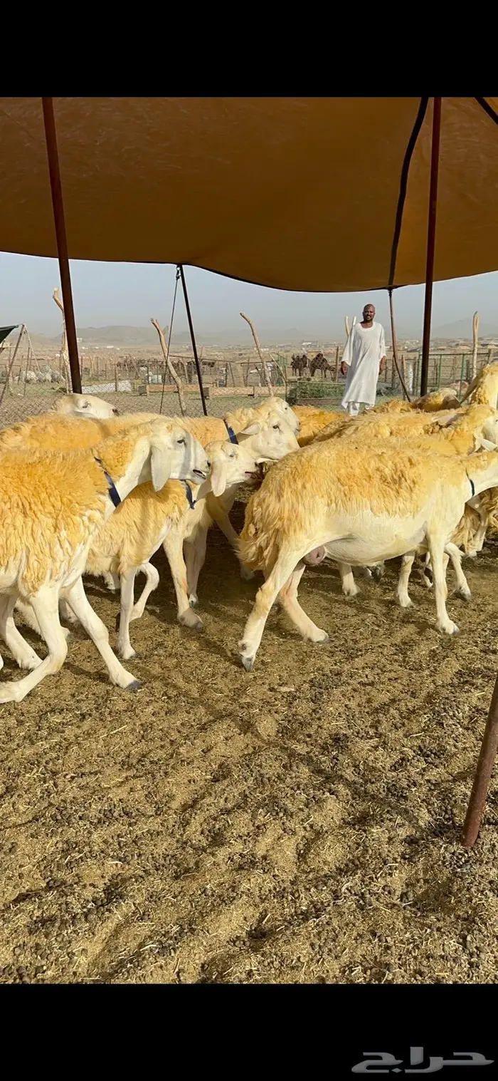 غنم رخال مقنوي صنف وبره ملكيه 38 ومعاها فحلين 12