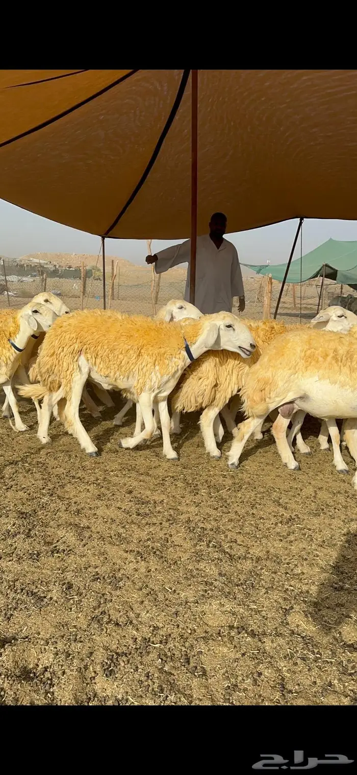 غنم رخال مقنوي صنف وبره ملكيه 38 ومعاها فحلين 13