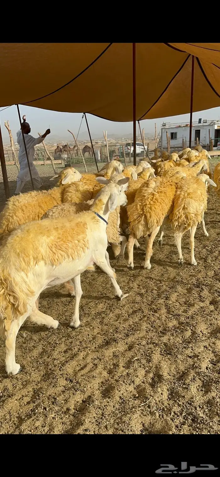 غنم رخال مقنوي صنف وبره ملكيه 38 ومعاها فحلين 14