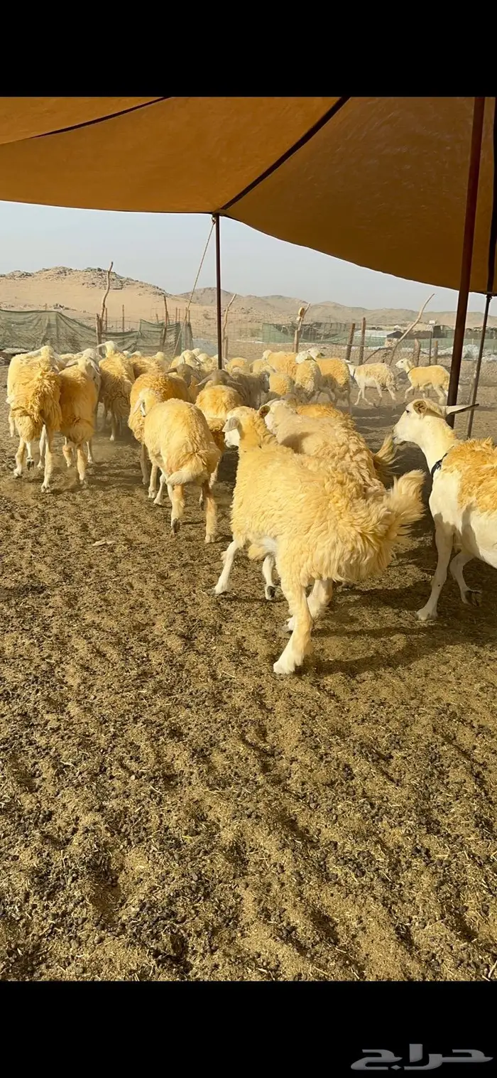 غنم رخال مقنوي صنف وبره ملكيه 38 ومعاها فحلين 15