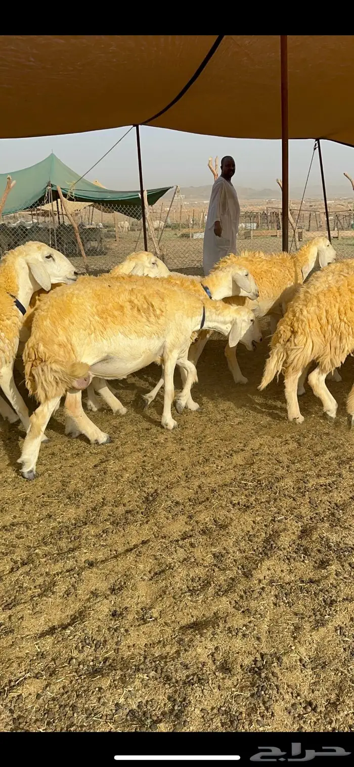 غنم رخال مقنوي صنف وبره ملكيه 38 ومعاها فحلين 16