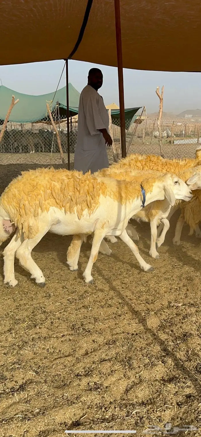 غنم رخال مقنوي صنف وبره ملكيه 38 ومعاها فحلين 17