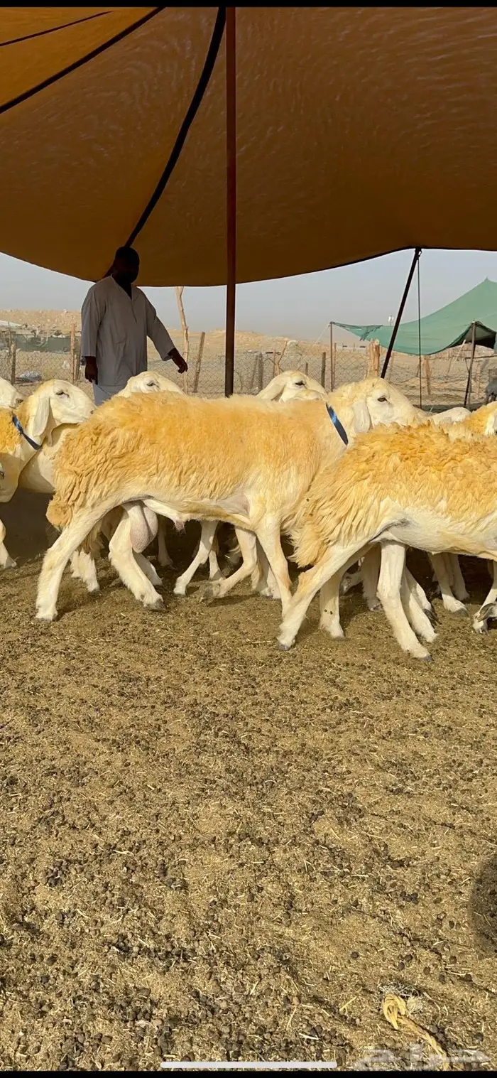 غنم رخال مقنوي صنف وبره ملكيه 38 ومعاها فحلين 18