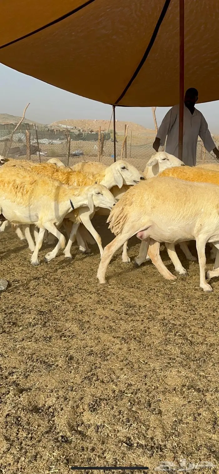 غنم رخال مقنوي صنف وبره ملكيه 38 ومعاها فحلين 19