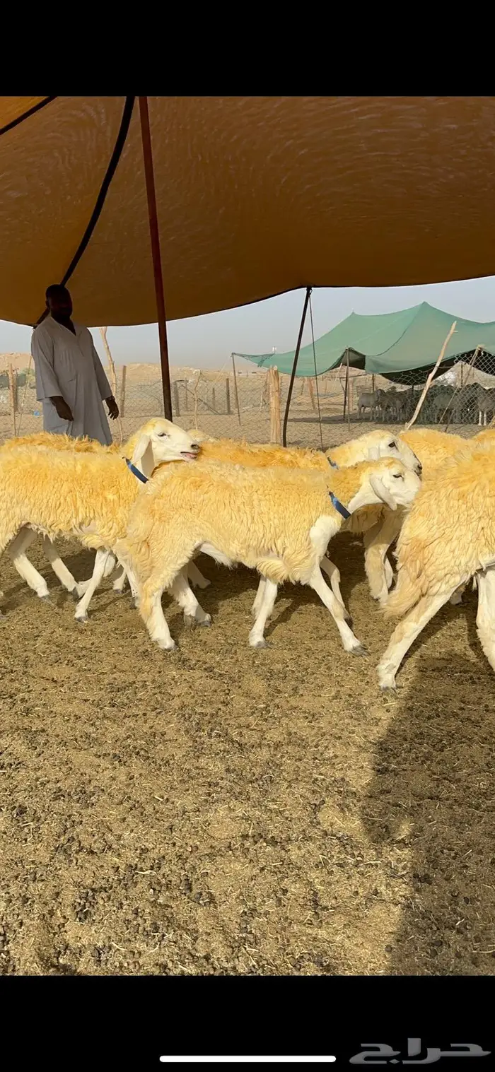 غنم رخال مقنوي صنف وبره ملكيه 38 ومعاها فحلين 20