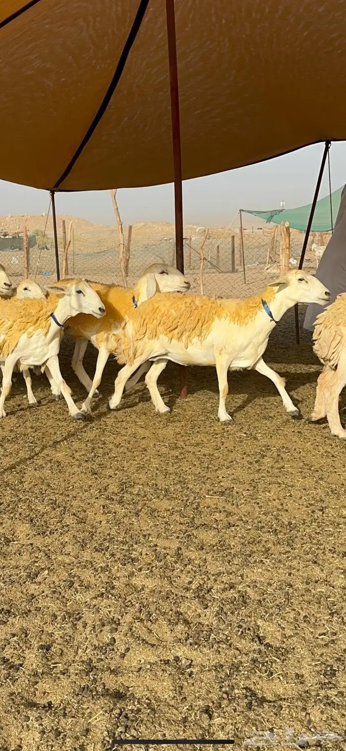 غنم رخال مقنوي صنف وبره ملكيه 38 ومعاها فحلين 5