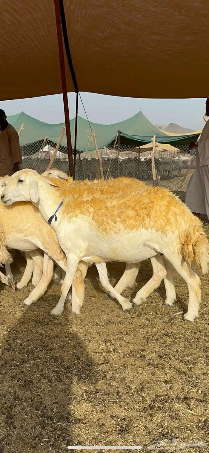 غنم رخال مقنوي صنف وبره ملكيه 38 ومعاها فحلين 6