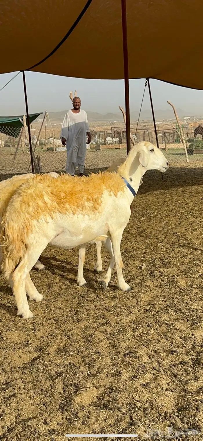 غنم رخال مقنوي صنف وبره ملكيه 38 ومعاها فحلين 7